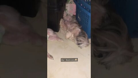 My Shih Tzu puppies sleeping🐶😴