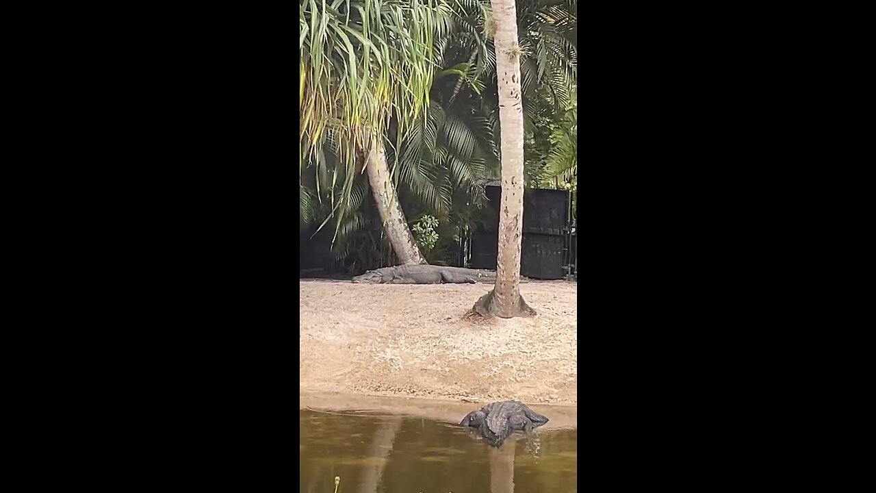 Big Alligators at Naples Zoo #Gator #Alligator #NaplesZoo #LiveStream #Naples #CaribbeanGardens