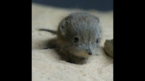 The elephant shrew is a very peculiar and bizarre creature