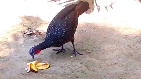 Jacu em Ação: Em Busca de Comidas e Bananas!