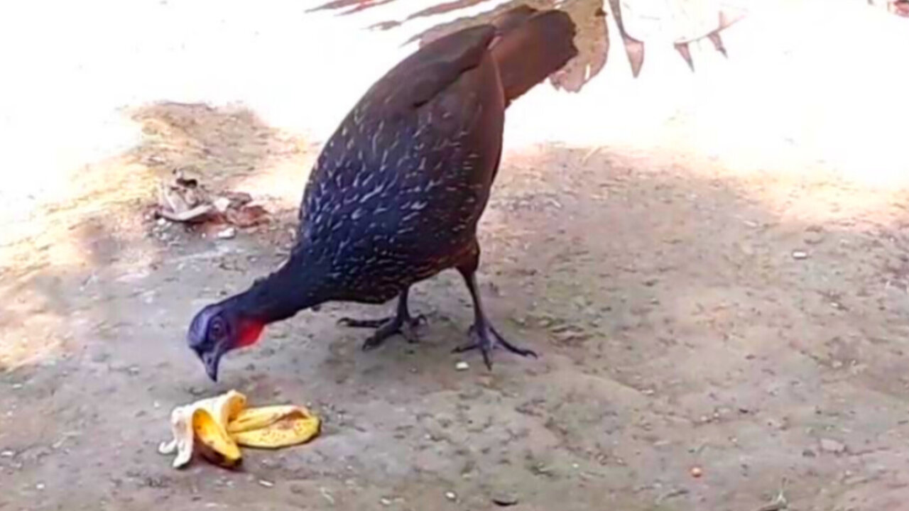 Jacu em Ação: Em Busca de Comidas e Bananas!