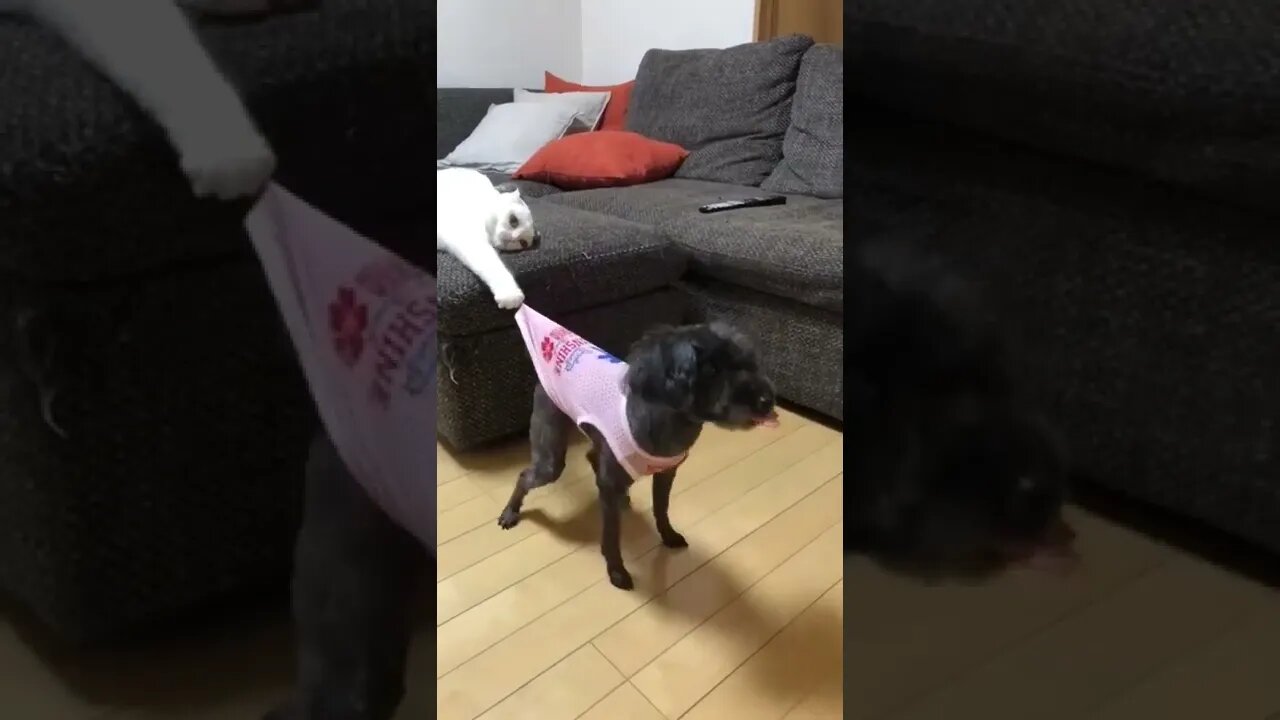 funny cat dog short video