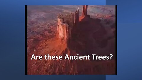 Are these Ancient Trees?