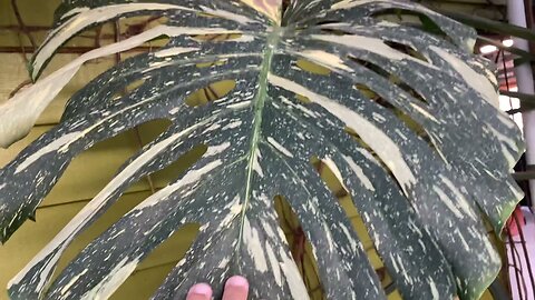 Giant variegated Monstera- Not for sale!