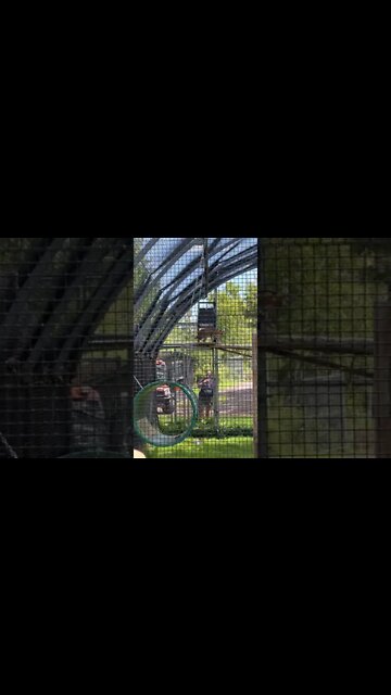 This Serval Hunts Down Its Food