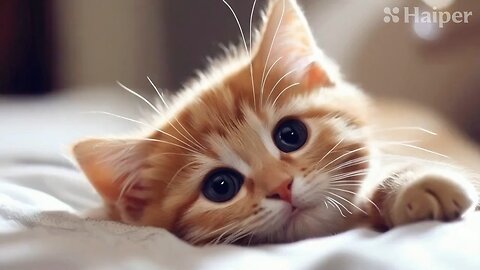 Cute Cat Gif