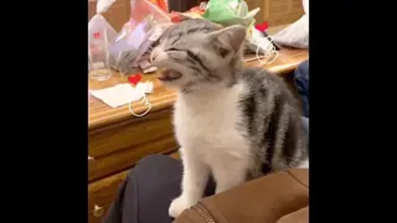 Funniest Animals - Best Of The 2022 Funny Animal Videos #19