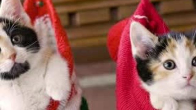 IACS waives adoption fees for anyone who donates an item from their wish lists