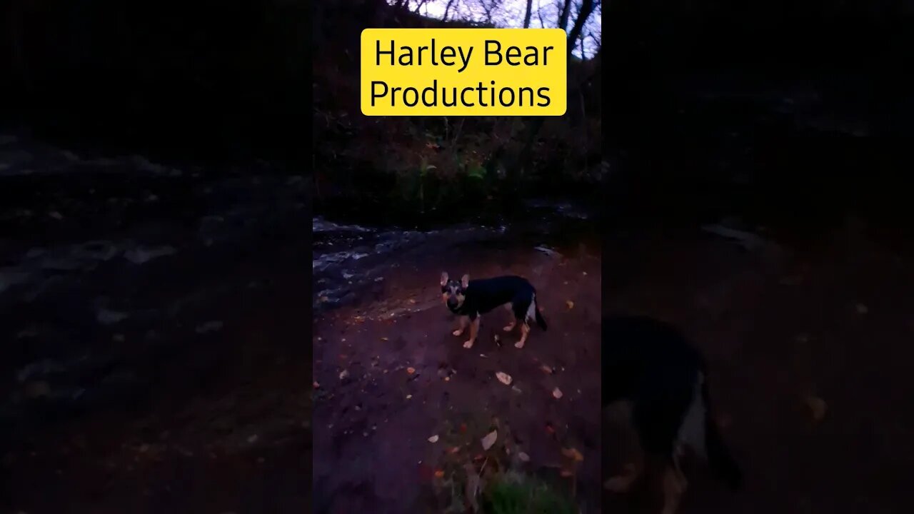 Playing with German Shepherd Dog @HarleyBearProductions#harleybearproductions #shepherdlife #dog