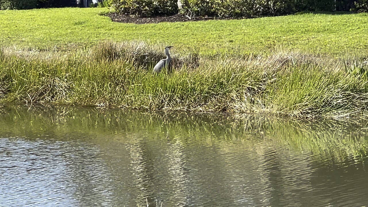 Great Blue Heron Enjoys Fresh Sushi (Widescreen) #4K #DolbyVisionHDR #SWFL #Sushi #GBH