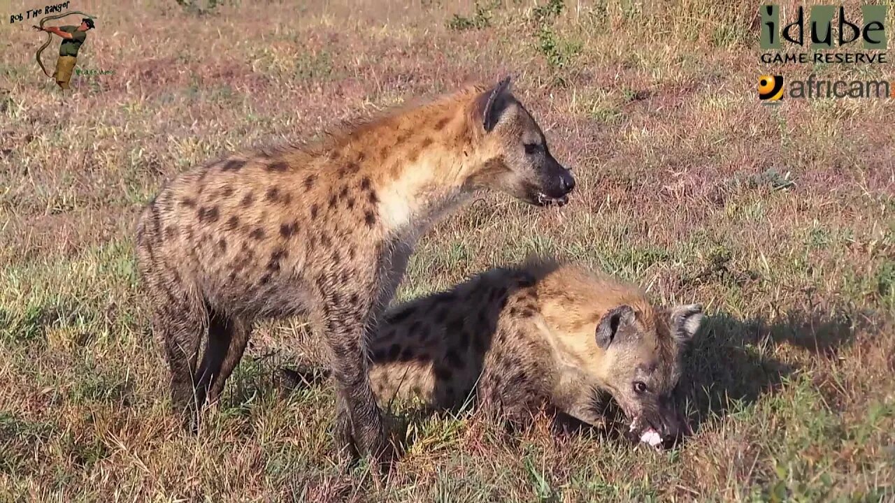 Spotted Hyenas Clean Up Their Habitat