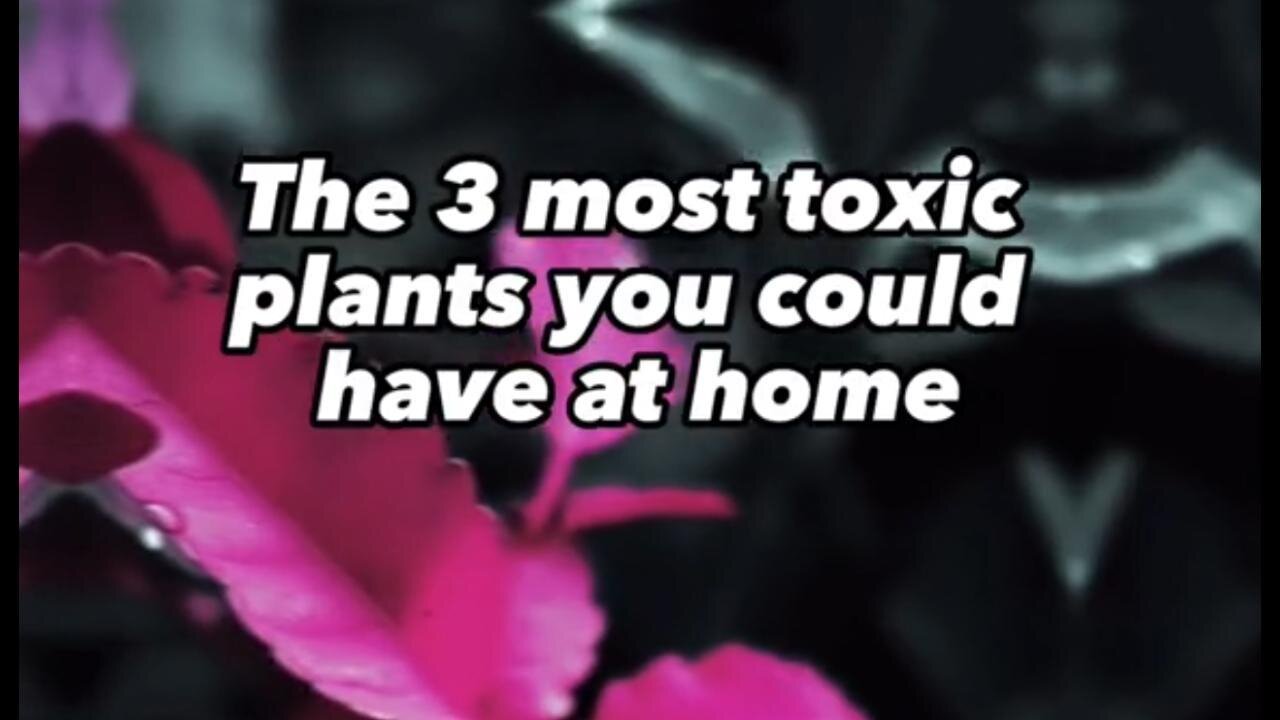 Toxic Plants At Your Home