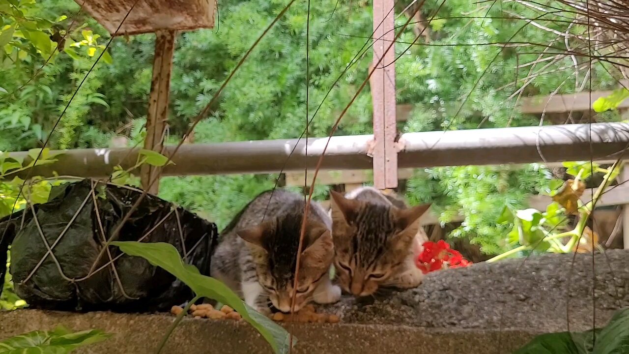 Kitten life. Kittens of Colonia El Manchen (Antigua Guatemala 🇬🇹)