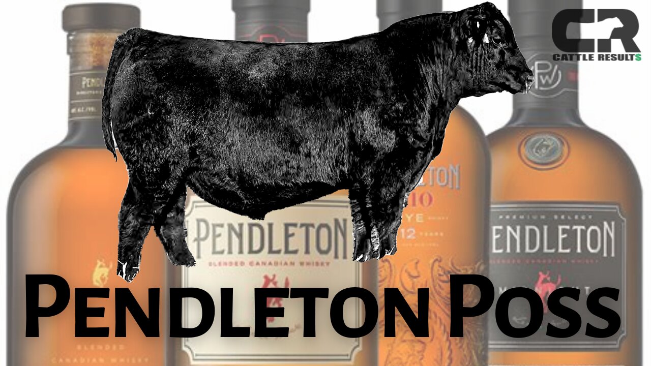 💲💲 $260,000 Black Angus Bull SOLD AT AUCTION, Poss Angus, Poss Pendleton