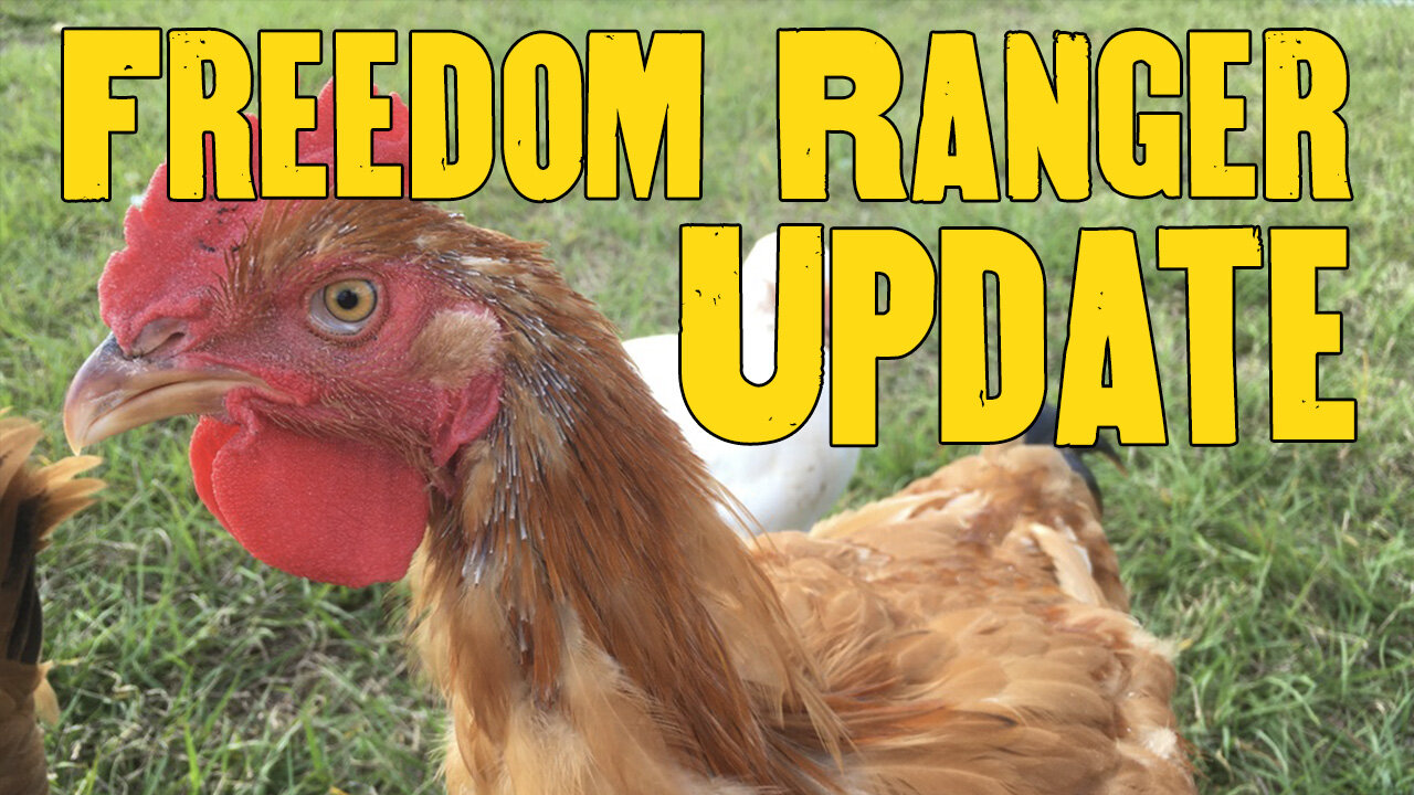 Home hatched Freedom Rangers - where are they now?