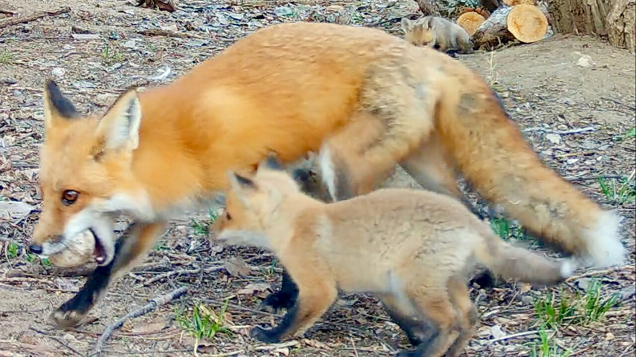 Fox Picking Up a Goose Egg