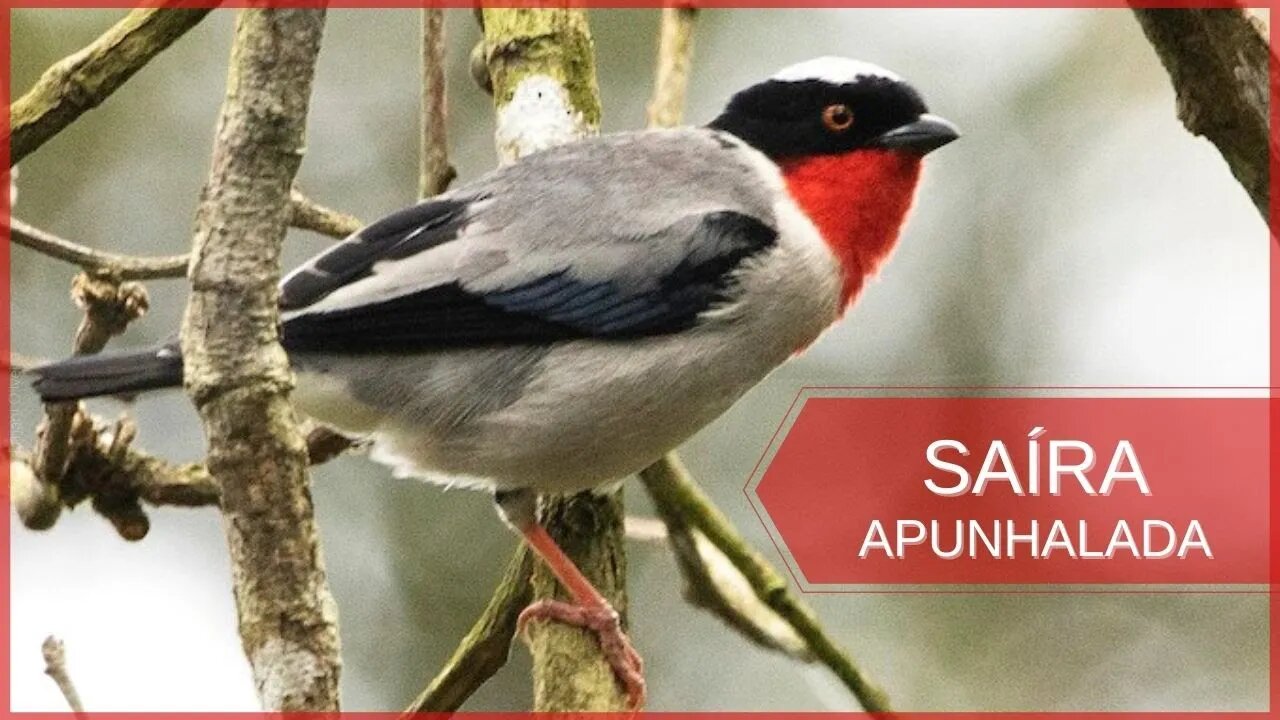 O Canto da SAÍRA APUNHALADA [Cherry Throated Tanager]🔴