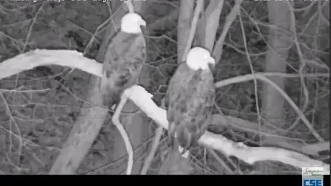 Hays Eagles nest Raccoon 2.3.20