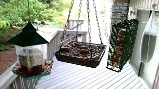 Live Bird Feeder in Ashville North Carolina. Up in the mountains