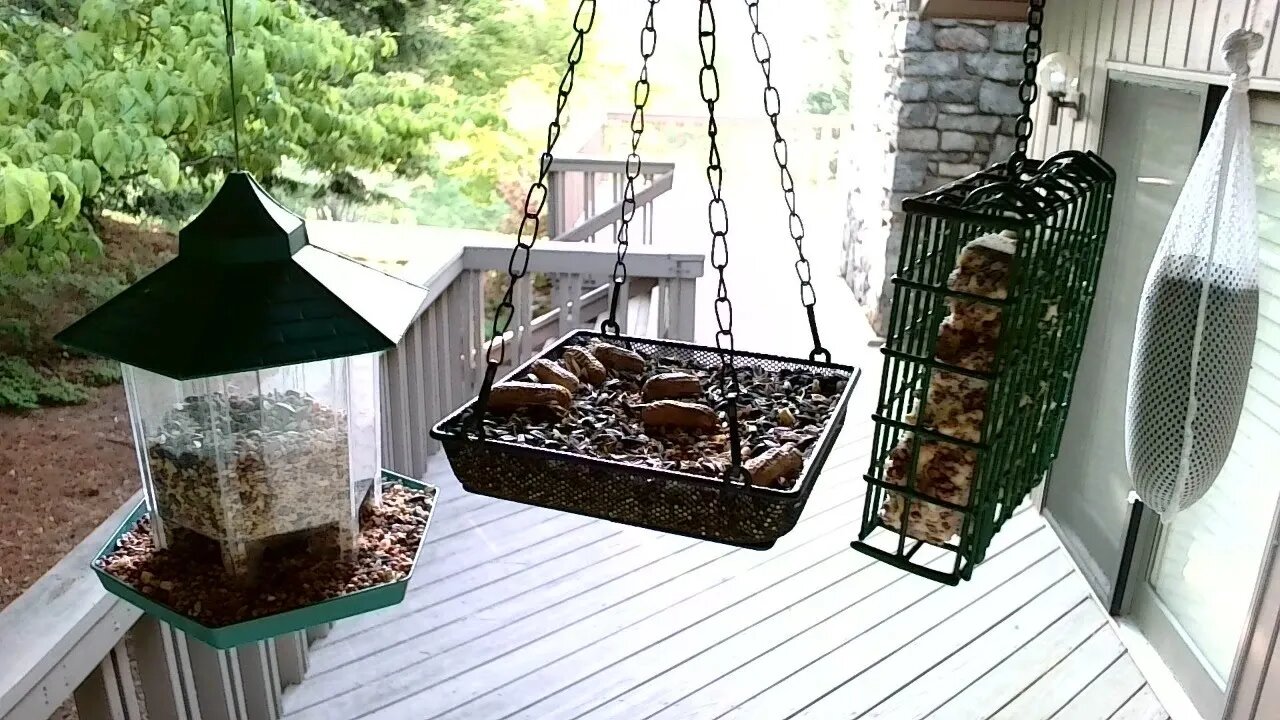 Live Bird Feeder in Ashville North Carolina. Up in the mountains