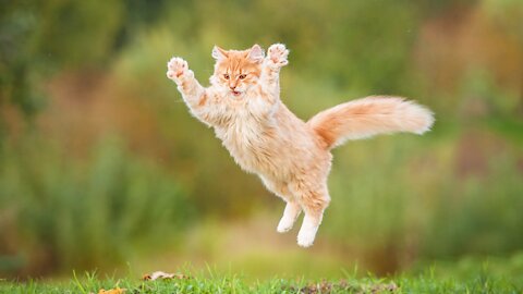 funniest animals 2021