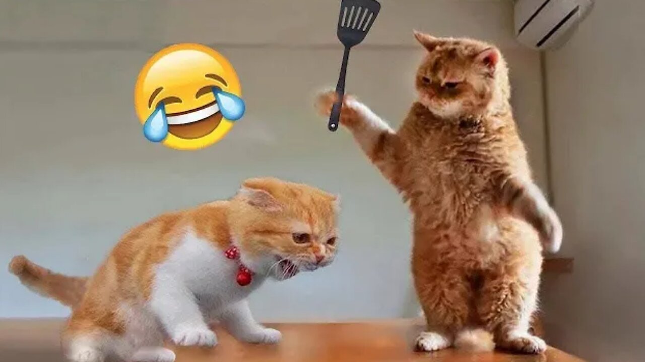 Most Trending Animal Videos - Funniest Cats and Dogs 2024