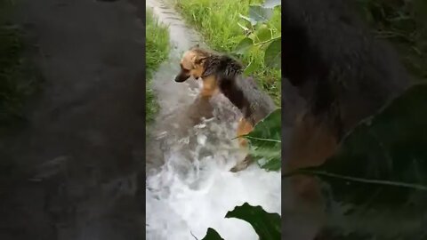 ट्यूबवेल में हुई fresh #dog #rudrakrishna #ytshorts #animals #viral #viralvideo