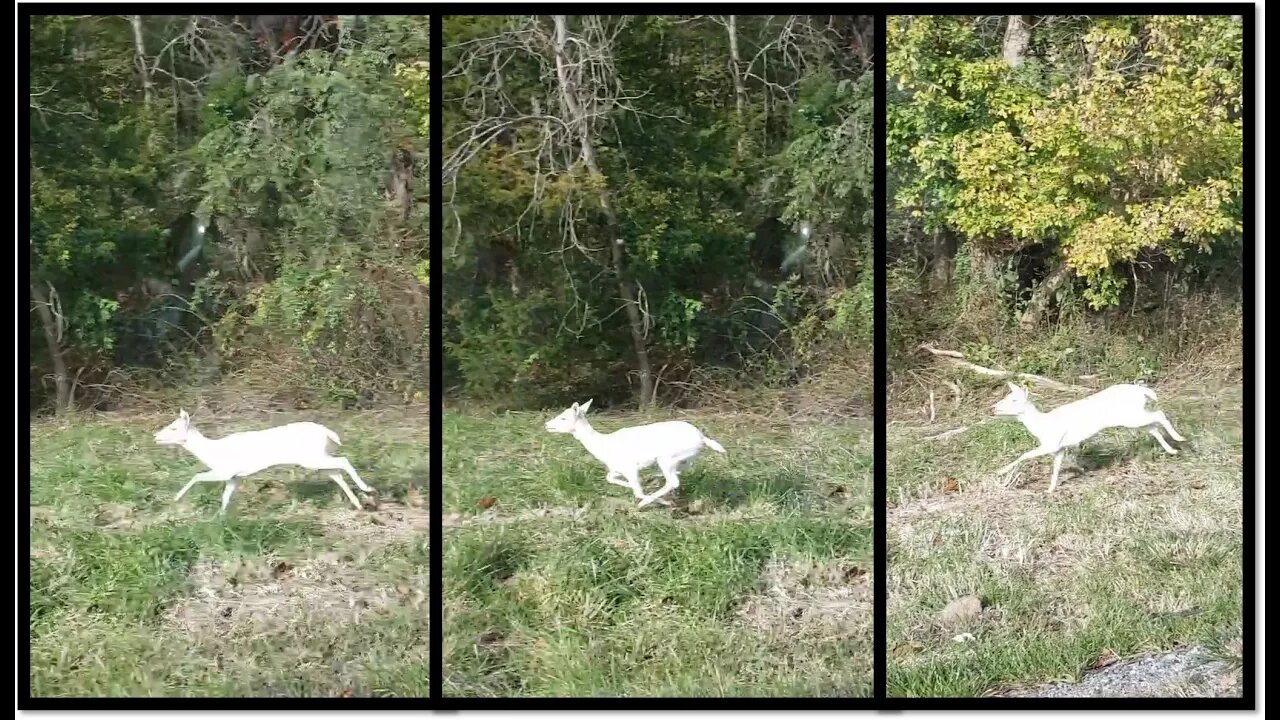 100% Albino deer spotted in Southern Illinois Nov 2021-Shawnee National forest