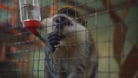 Monkey behind bars of a cage at the zoo looking out for people food