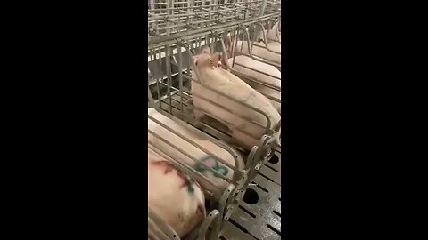 Du dummes Schwein?