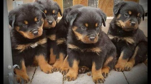 Angry Dog Attitudes