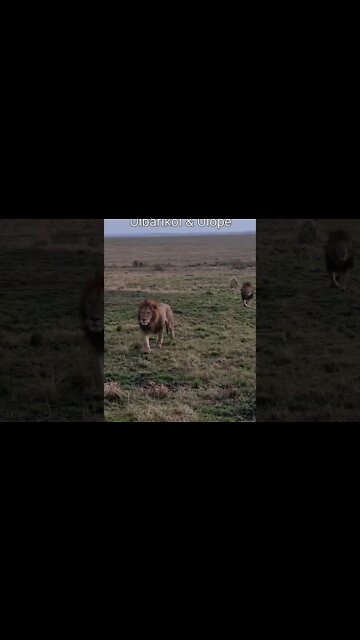 Maasai Mara Sightings Today 07/08/21 (Lions, Cheetah, Buffalo, etc) | Zebra Plains | #shorts