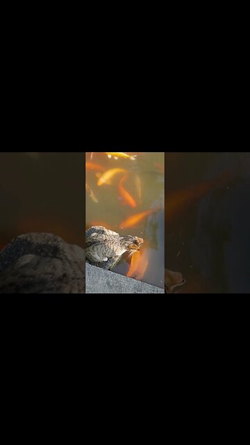 Nature Irrationals #shorts #naturephotography #animallover