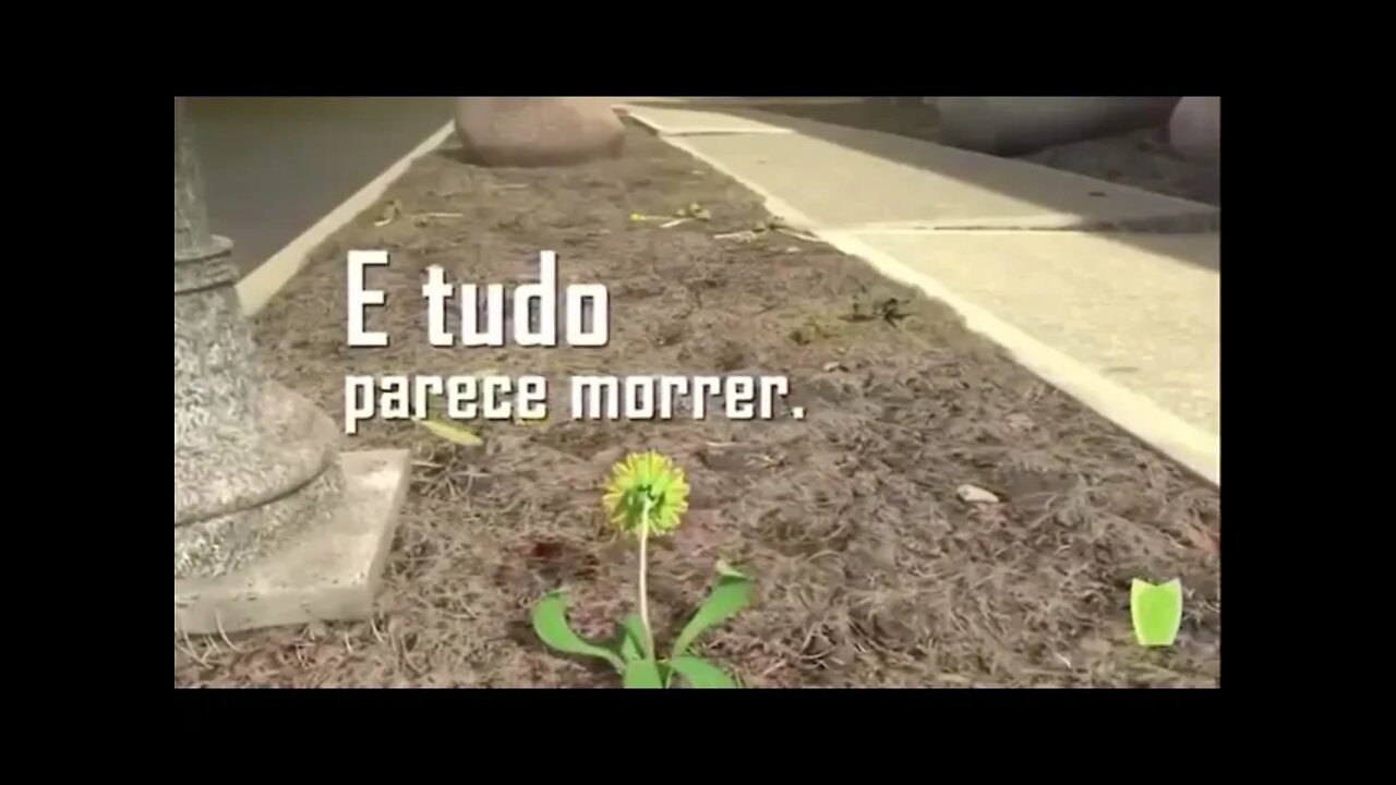 A HISTÓRIA DO GIRASSOL 🌻