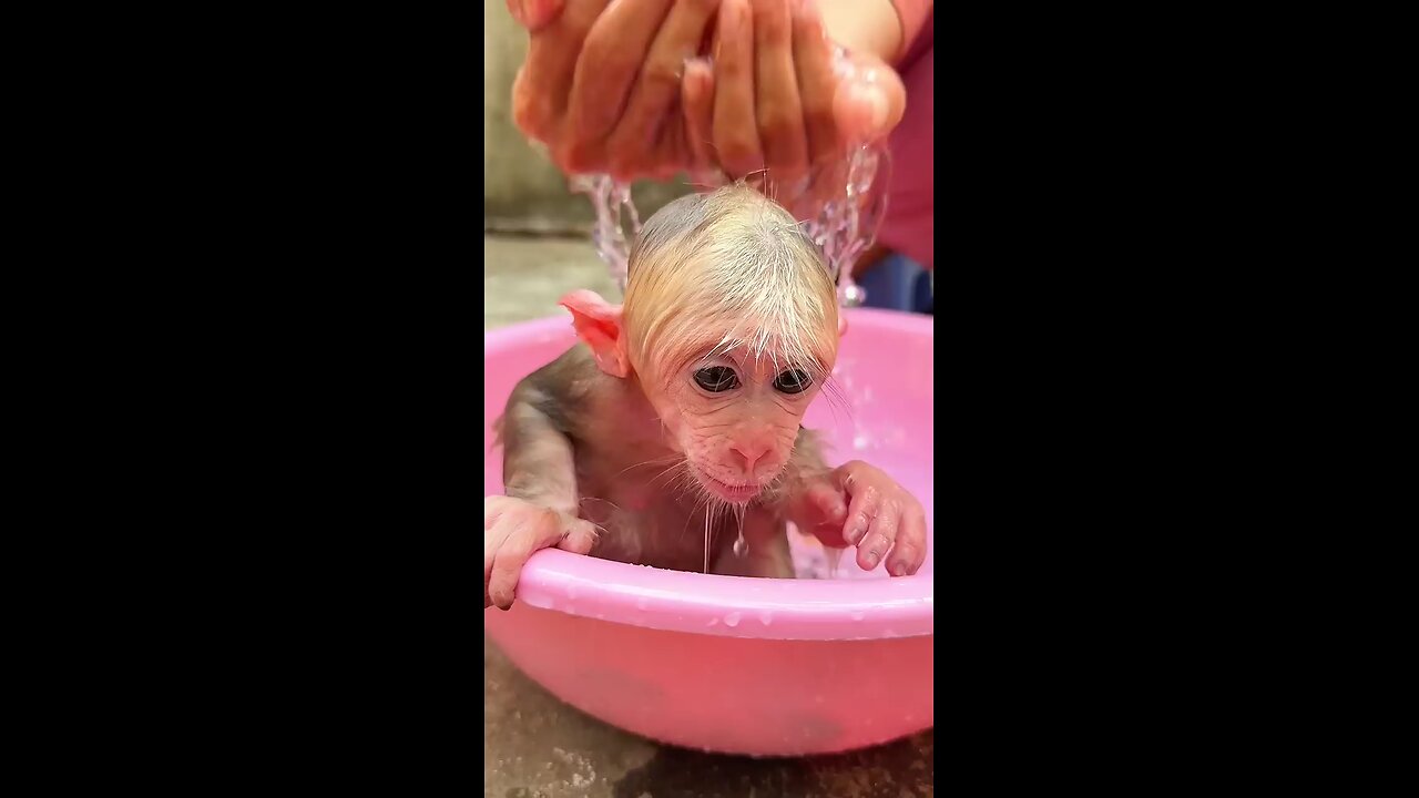 monkey enjoy his bath