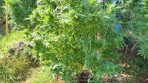 update legal medical cannabis grow outdoor 2022