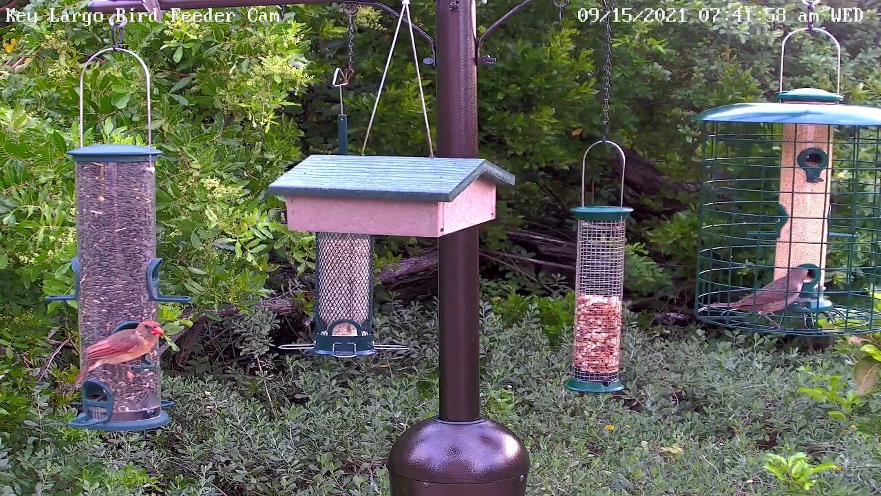 Female Cowbird