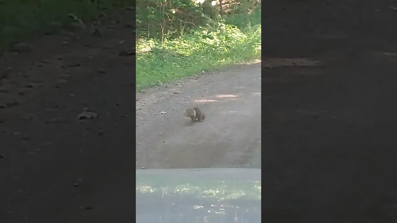 How fast can this Squirrel Run 🐿🚘