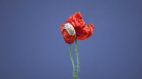 Time lapse flower