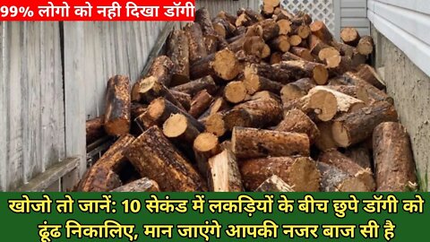 IQ Level - खोजो तो जानें , लकड़ियों के बीच छुपे डॉगी को ढूंढ निकालिए, मान जाएंगे आपकी नजर बाज सी है