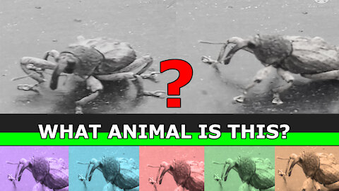 is this animal from this world?