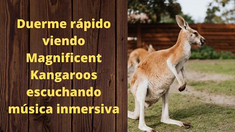 Duerme rápido viendo Magnificent Kangaroos escuchando música inmersiva