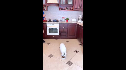 cat's reaction moments