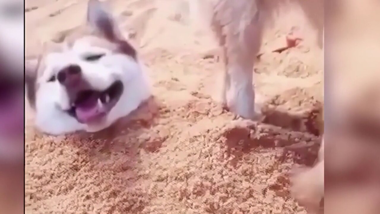 Funny animals