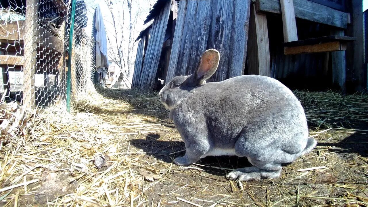 In the rabbit run, Introducing a new Silver Rabbit!