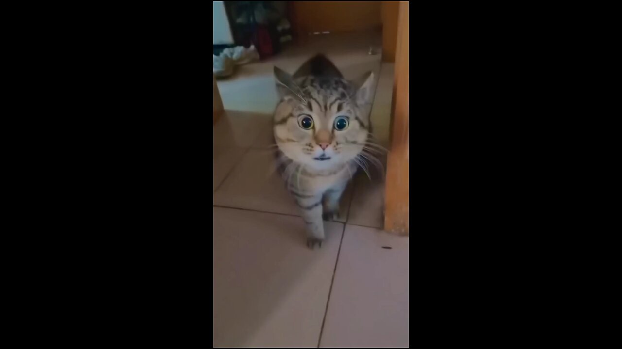 Angry cat