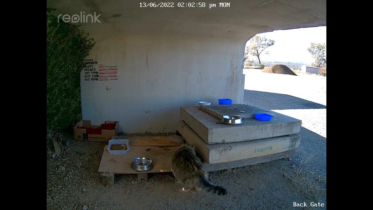 Hairy our cat checking out site