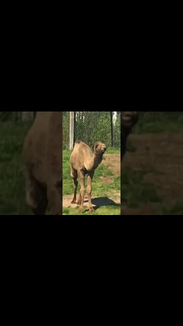 A camel having a munch