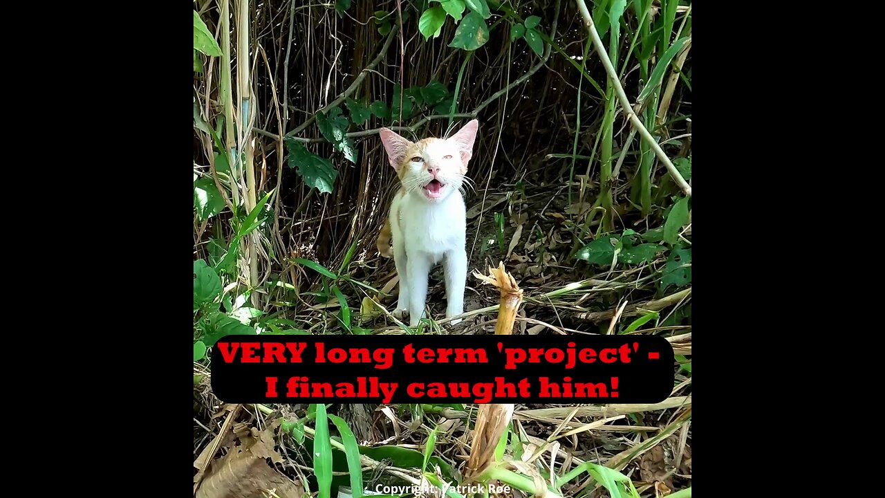 I finally caught my long term gingie rescue kitten 'project'.