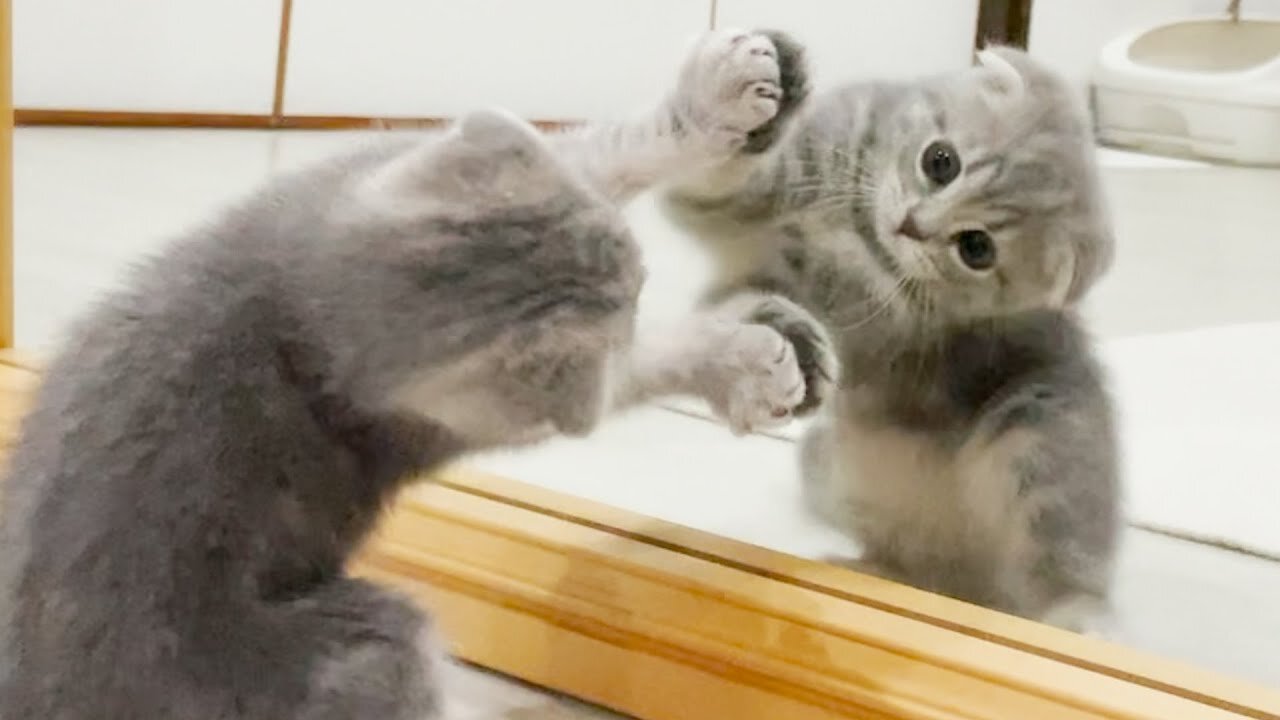 the kitten who saw herself in the mirror for the first time